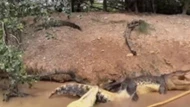 Clip: Cá sấu tung đòn 'vặn xoắn tử thần' với chính đồng loại: Cuộc chiến tàn khốc!