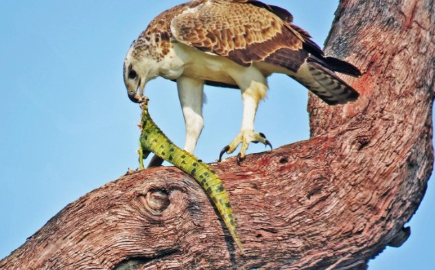 Số phận hẩm hiu của cá sấu sông Nile khi gặp phải loài đại bàng hùng mạnh nhất bầu trời châu Phi