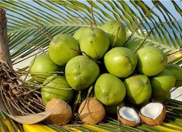 Dân trồng dừa mách 5 mẹo chọn dừa nhiều nước, ngọt lịm, không lo tiêm đường hóa học, đến người bán cũng bị 'hớ' vì không biết