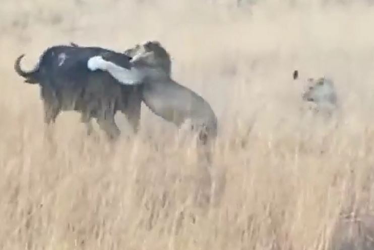 Clip: Mải chạy trốn sư tử, trâu rừng chạy mất phương hướng và húc thủng ô tô