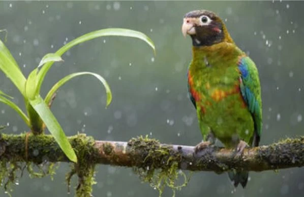 Một con vẹt tại rừng Amazon (Ảnh: Juan Carlos Vindas/Getty Images).