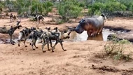 Clip: Đàn chó hoang ảo tưởng sức mạnh, thách thức cả loài động vật hoang dã "cục súc" nhất châu Phi