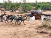 Clip: Đàn chó hoang ảo tưởng sức mạnh, thách thức cả loài động vật hoang dã "cục súc" nhất châu Phi