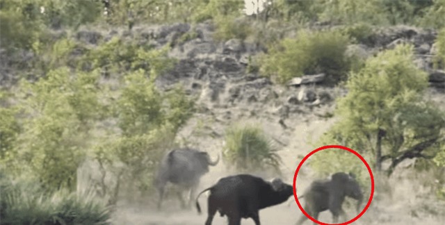 Voi con cuối cùng đã trốn thoát khỏi bầy sư tử nhờ sự giúp sức của bầy trâu rừng Voi con cuối cùng đã trốn thoát khỏi bầy sư tử nhờ sự giúp sức của bầy trâu rừng