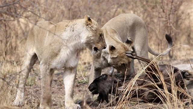Con linh dương đầu bò đen đủi bị bầy sư tử tóm gọn.