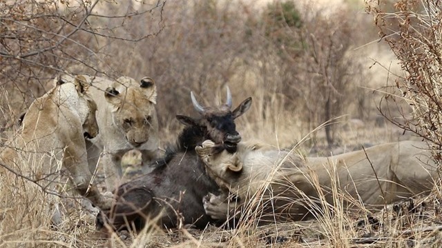 Mặc dù đã có lúc thoát được, tuy nhiên do vết thương quá nặng nên con linh dương không thể chạy được. Mặc dù đã có lúc thoát được, tuy nhiên do vết thương quá nặng nên con linh dương không thể chạy được.