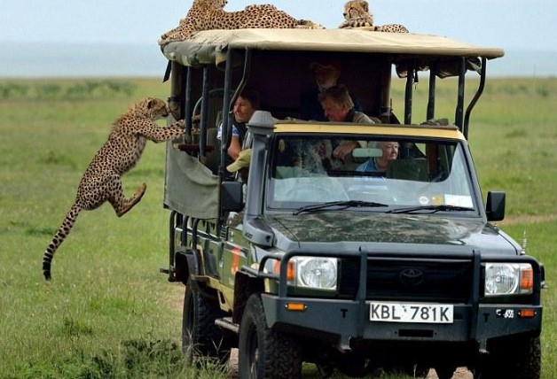 Một pha nhảy xe để làm quen với con người không thể ấn tượng hơn của đàn báo săn