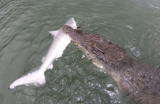 Clip: Đi câu cả ngày trời mới bắt được cá mập vây đen, chưa kịp kéo lên thuyền đã bị cá sấu cướp mất