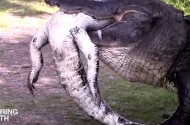 Clip: Cá sấu 'khủng' dài 3,6m quật chết cá sấu nhỏ rồi ăn thịt luôn đồng loại của mình