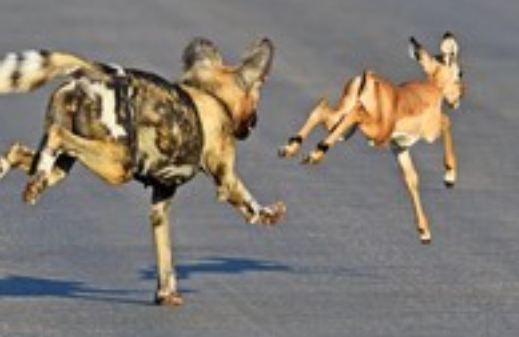 Clip: Mệt nhọc mới săn được mồi, chú chó hoang bị linh cẩu và báo săn nẫng tay trên