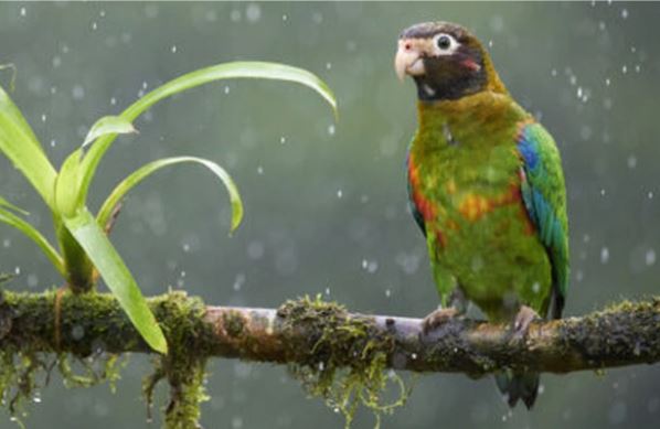 Vòng tuần hoàn nước ẩn giấu ở vùng Amazon