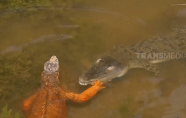 Clip: Ngày xui xẻo của cự đà, bị rắn dữ, diều hâu rồi đến cá sấu tấn công: Kết cục sẽ ra sao?