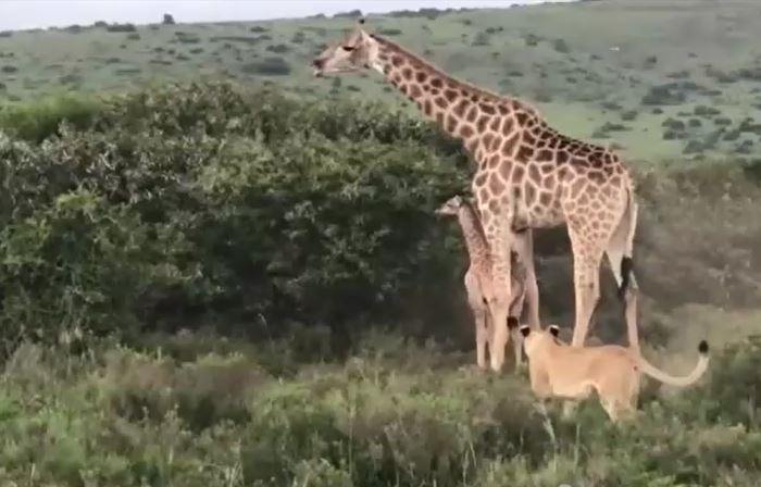Clip: Thấy đàn sư tử tấn công con, hươu cao cổ mẹ đá 'rớt hàm' kẻ đi săn và cái kết cực viên mãn