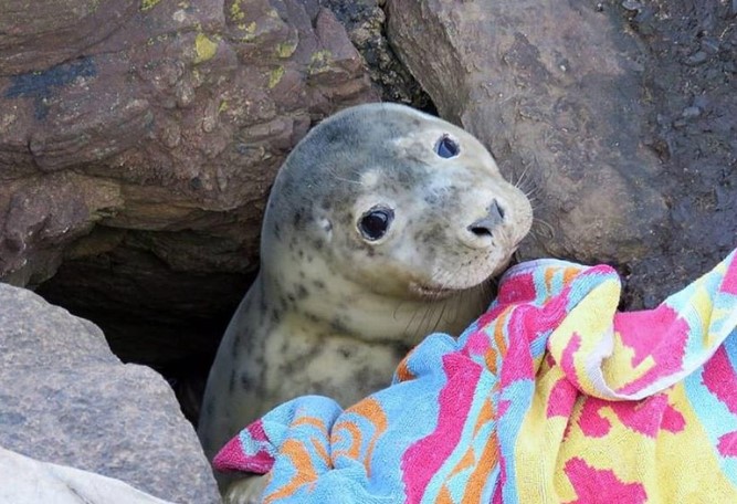 Bí ẩn đằng sau khuôn mặt ngơ ngác của chú hải cẩu con đang thò đầu qua khe đá