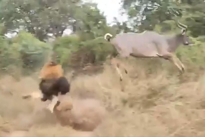Clip: 'Tức hộc máu', vợ chồng sư tử vẫn phải trơ mắt nhìn linh dương 'trêu ngươi'