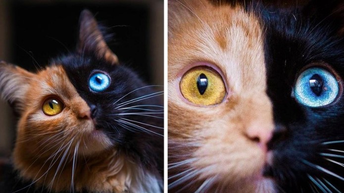 Chú mèo có vẻ đẹp kỳ lạ, khuôn mặt như được dung hợp từ hai con mèo khác nhau