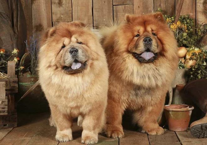 Thích nuôi thú cưng mà sợ ồn ào, đây là 6 giống chó siêu dễ thương, phù hợp với người hướng nội