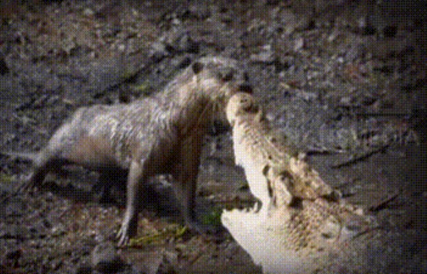 Clip: Rái cá mạo hiểm 'vuốt râu hùm' và kết quả bất ngờ khi cá sấu cuống cuồng tháo chạy