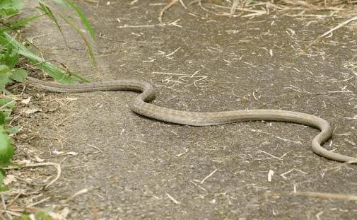 Tại sao rắn độc phải chặt đầu đem chôn sau khi chết? Nó không phải là mê tín, nó có cơ sở khoa học