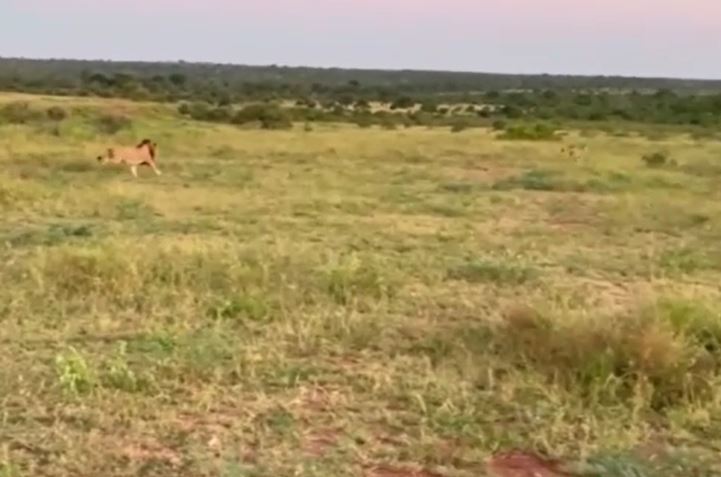 Báo săn biến sư tử thành "gã hề" trong màn đua tốc độ