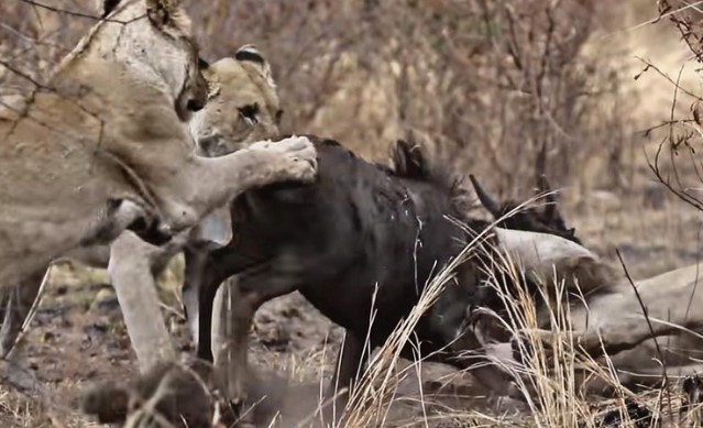 Clip: Nỗ lực không biết mệt mỏi, đấu tranh cho sự sống còn của linh dương đầu bò trước móng vuốt của bầy sư tử