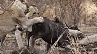 Clip: Nỗ lực không biết mệt mỏi, đấu tranh cho sự sống còn của linh dương đầu bò trước móng vuốt của bầy sư tử