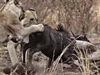 Clip: Nỗ lực không biết mệt mỏi, đấu tranh cho sự sống còn của linh dương đầu bò trước móng vuốt của bầy sư tử