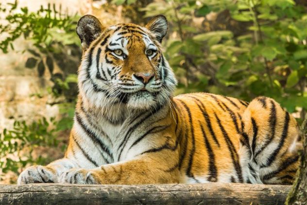 Tăng vọt may mắn trở về cuối năm, 4 con giáp hưởng nhiều ưu ái của Thần tài, đón một cái Tết no ấm