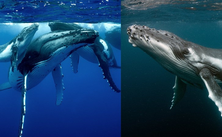 Chiêm ngưỡng cá voi xanh biểu diễn giao phối lớn nhất trên trái đất