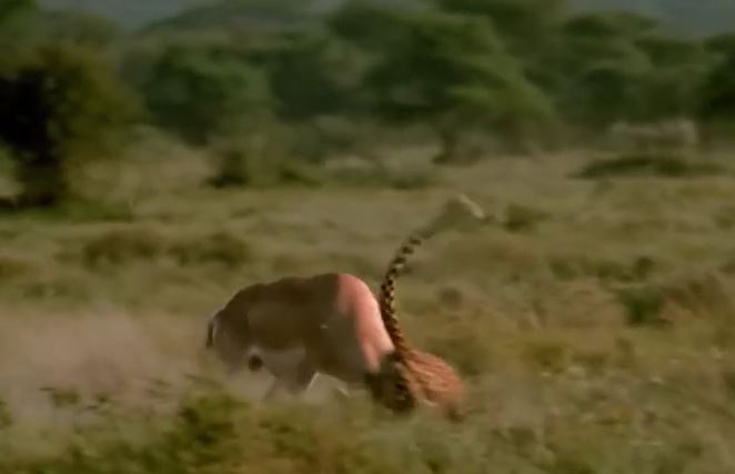 Bị dồn vào "cửa tử", linh dương phát cuồng húc lòi bụng báo săn chạy thoát thân