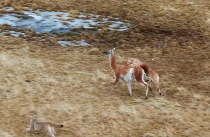 Tưởng "ngon xơi", báo Puma kiêu hãnh bị con mồi hành cho tơi tả