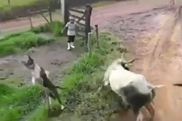 Bị cặp chó quấy nhiễu, bò đực nổi đóa tung ngón đòn chí tử