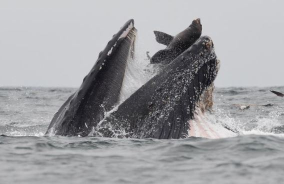 Nằm gọn trong miệng cá voi, sư tử biển vẫn thoát chết thần kỳ