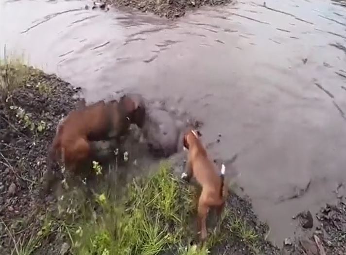 Chó Pitbull đại chiến "nảy lửa" với cá sấu và cái kết đầy kịch tính