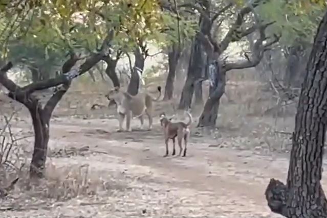 Sư tử đụng độ chó Pitbull bé bằng nửa kích thước và cái kết "ê chề"