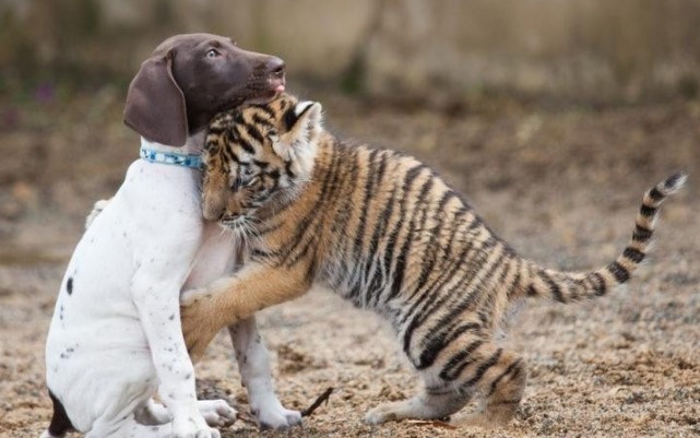 Clip: Chú hổ Bengal bất hạnh bị mẹ ruồng bỏ, may mắn tìm lại được hơi ấm từ người bạn thân khác loài