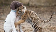 Clip: Chú hổ Bengal bất hạnh bị mẹ ruồng bỏ, may mắn tìm lại được hơi ấm từ người bạn thân khác loài