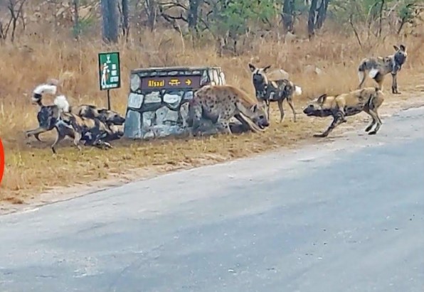 Clip: Linh cẩu liều chết đối đầu với đàn chó hoang để bảo vệ thân xác con nhỏ và pha lật kèo cực kỳ ngoạn mục vào phút cuối