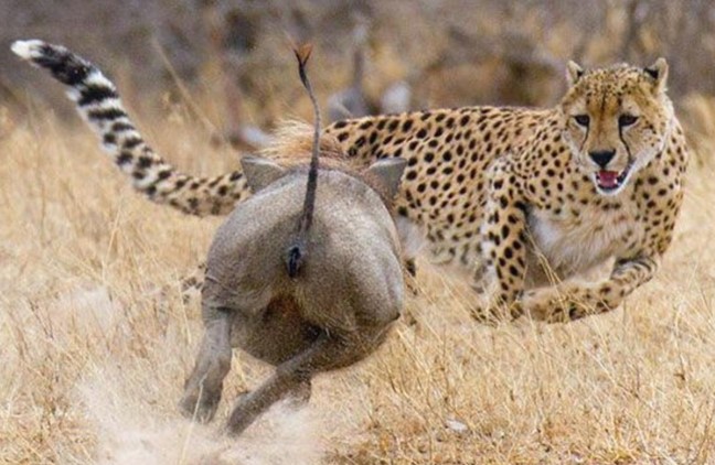 Clip: Chuyện ngược đời, lợn rừng lập hội đi cướp con mồi của báo săn