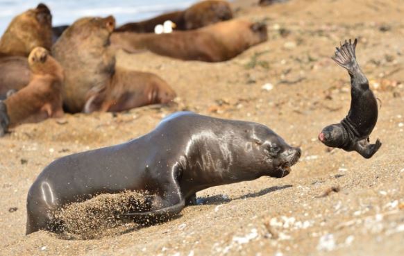 Bị ngó lơ trong mùa giao phối, sư tử biển trút cơn thịnh nộ lên con non