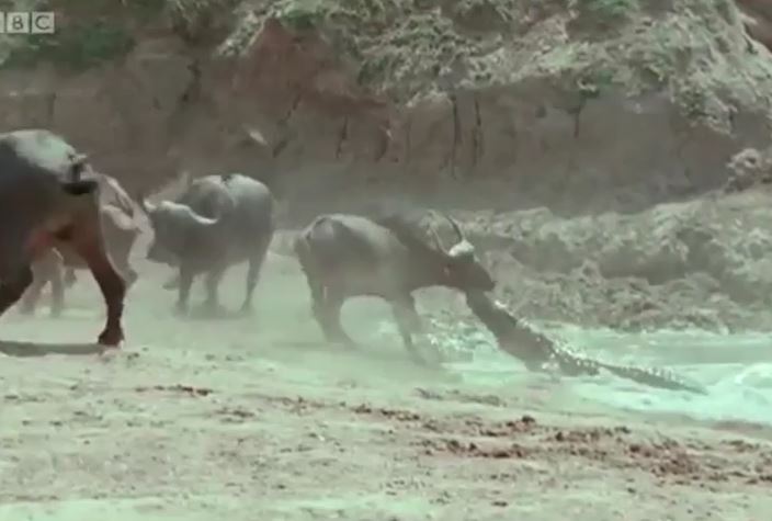 Đỉnh cao màn "kéo co" đầy kịch tính giữa trâu rừng và cá sấu sông Nile