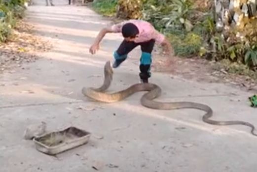 Rợn người xem clip tay không bắt rắn hổ mang chúa cỡ "khủng"