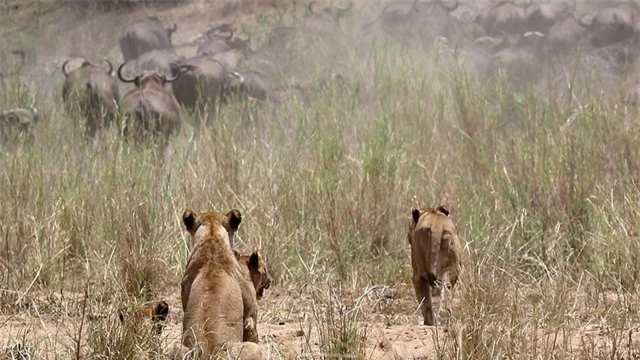 Đàn sư tử cố gắng lùa đàn trâu vào 1 góc để có thể dễ bề tấn công.