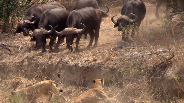 Những con trâu lớn đan với nhau tạo thành lớp lá chắn bảo vệ kiên cường khiến bầy sư tử không dám liều mạng lao lên.