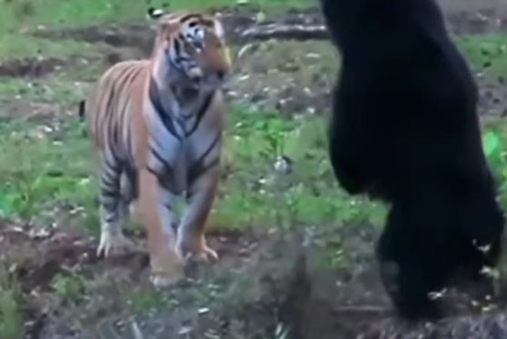 Clip: Là "chúa tể sơn lâm", hổ vẫn phải bỏ chạy khi gặp đối thủ xứng tầm
