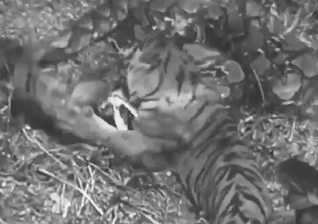 Lao vào tấn công trăn dữ, hổ đói chết thảm