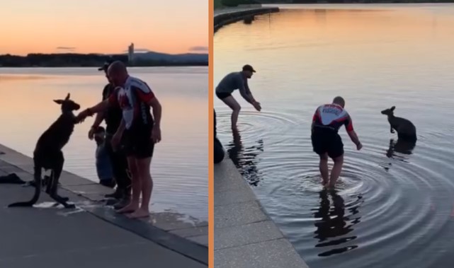 Clip: Hành động kỳ lạ của chú chuột túi sau khi được giải cứu