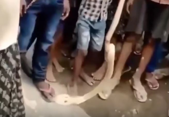 Clip: Thợ bắt rắn trả giá bằng cả mạng sống vì đùa giỡn với hổ mang