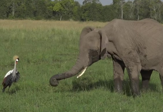 Clip: Con sếu bé nhỏ liều mạng đánh đuổi bầy voi khổng lồ để bảo vệ tổ của mình