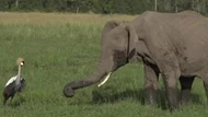 Clip: Con sếu bé nhỏ liều mạng đánh đuổi bầy voi khổng lồ để bảo vệ tổ của mình